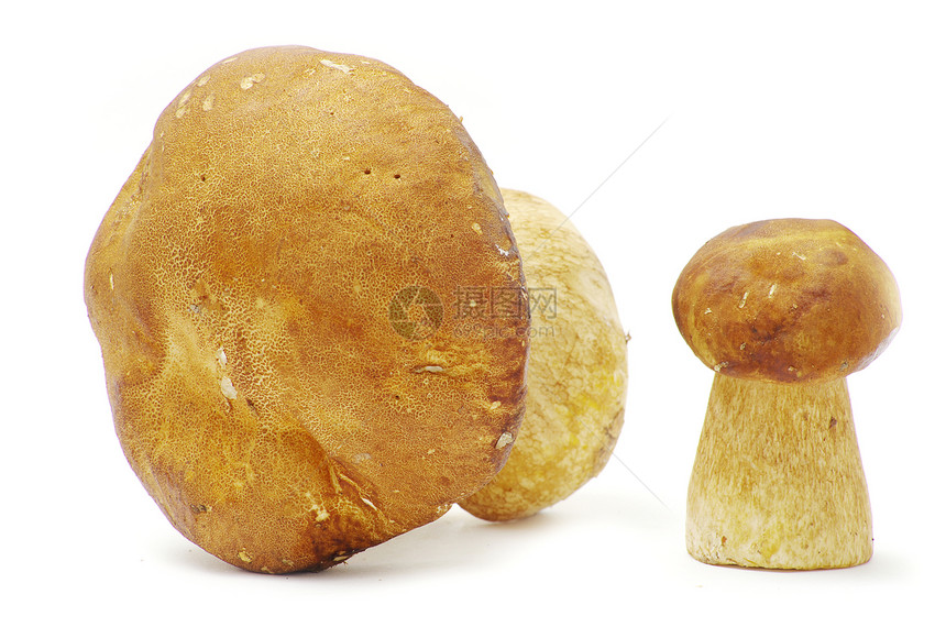 蘑菇荒野食物季节性季节团体烹饪棕色植物饮食森林图片