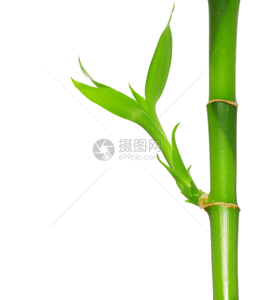 绿竹丛林活力叶子绿色生态生活生长运气白色植物图片