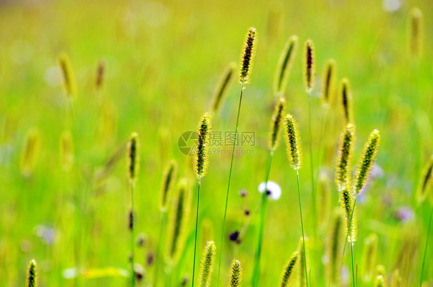 春草花瓣植物群阴影蓝色宏观植物花园毛茛公园森林图片