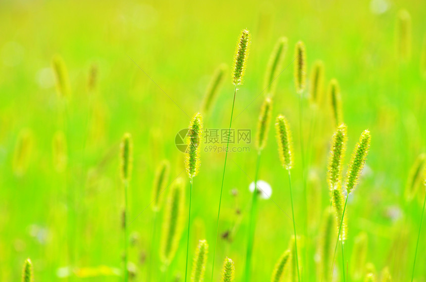 草阴影植物群公园花瓣毛茛植物蓝色森林宏观花园图片