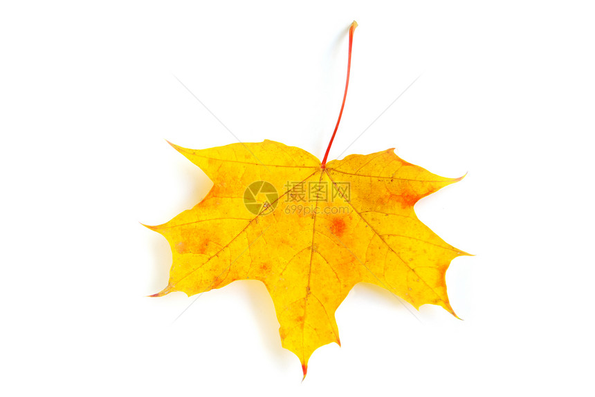 秋叶纹理森林植物学落叶黄色公园桌面叶子树木白色图片