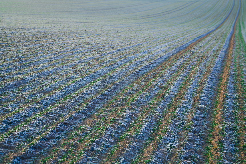 带银霜的秋季田白色农场玻璃工作植物场地蓝色绿色底层银霜图片