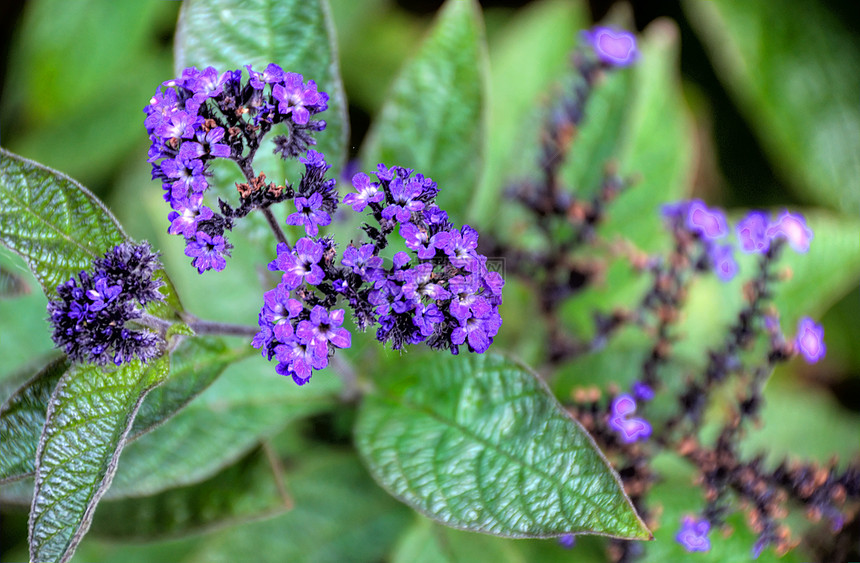 模糊背景的紫花朵衬套香气植物学花粉辉光紫色浪漫植物群环境花园图片