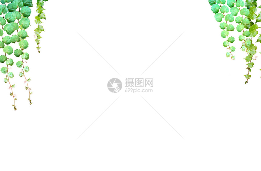 白色背景的绿叶框架晴天森林公园植物群生长叶子枝条昆虫花园图片