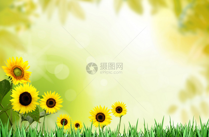 明亮的清春向日葵图片