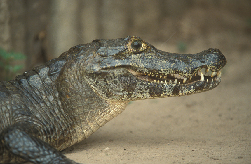 鳄鱼危险眼睛爬虫风险牙齿图片