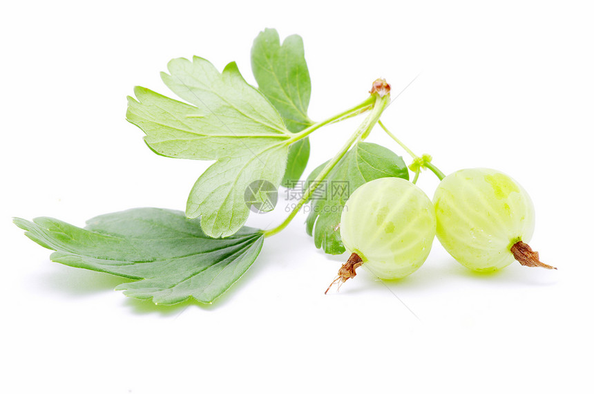 鹅莓绿色阴影白色水果醋栗种子图片