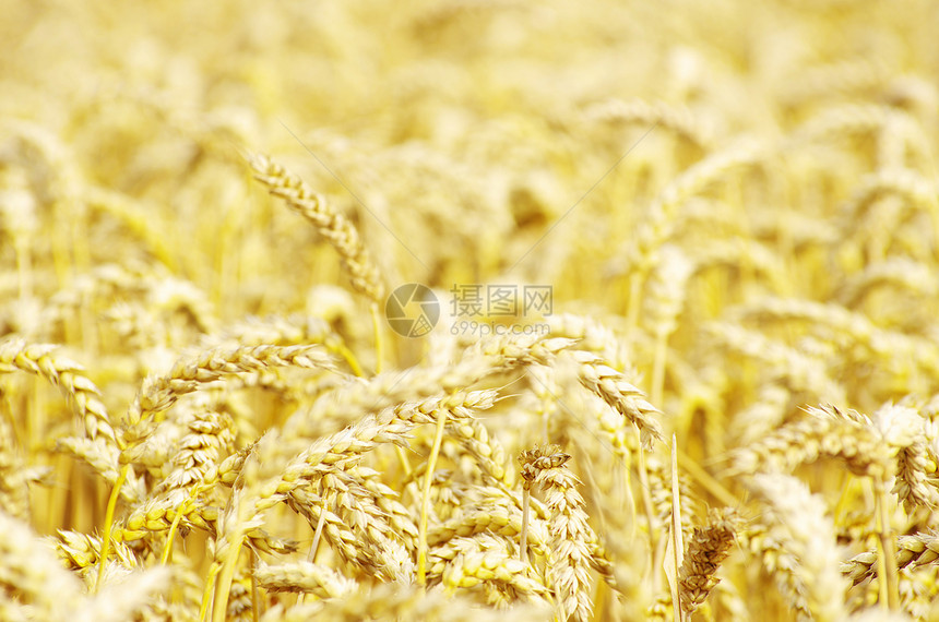小麦田种子收获小麦面包季节培育收成生产面粉玉米图片