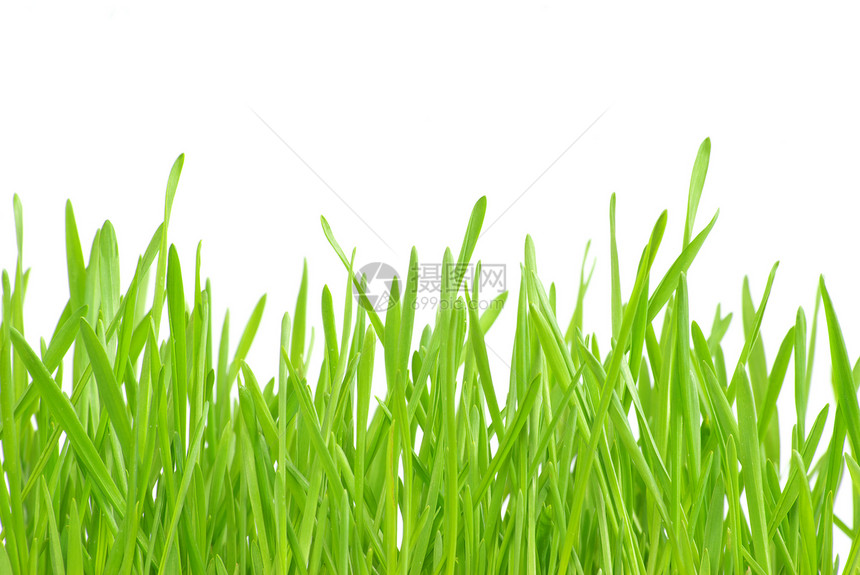 绿草环境牧场草皮绿色墙纸场地花园温室沥青平铺图片