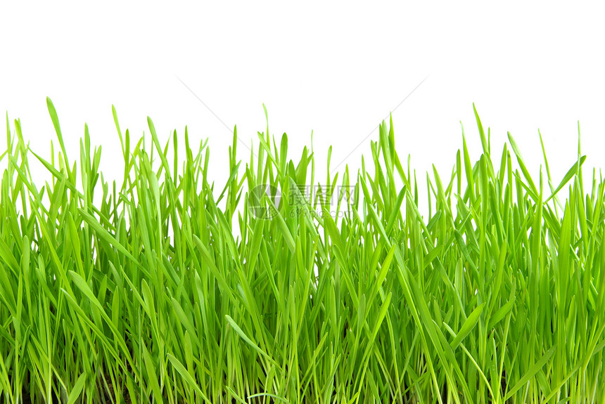 白草的绿色草皮墙纸沥青平铺野餐牧场温室环境场地图片