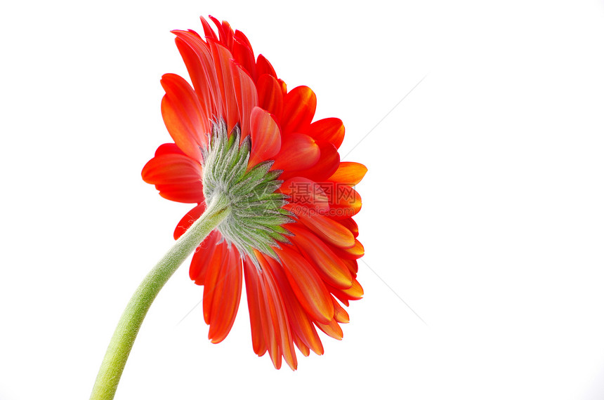 红色发热器洪水白色植物波纹格柏生长绿色雏菊花瓣植物学图片