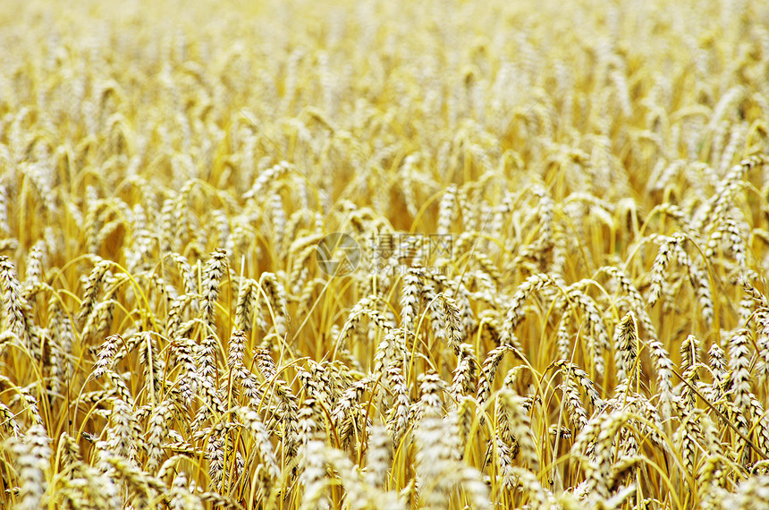 小麦稻草生产玉米面包季节种子植物收获面粉麦田图片