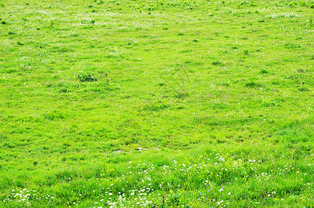 草根纹理生长草地绿色植物活力背景图片