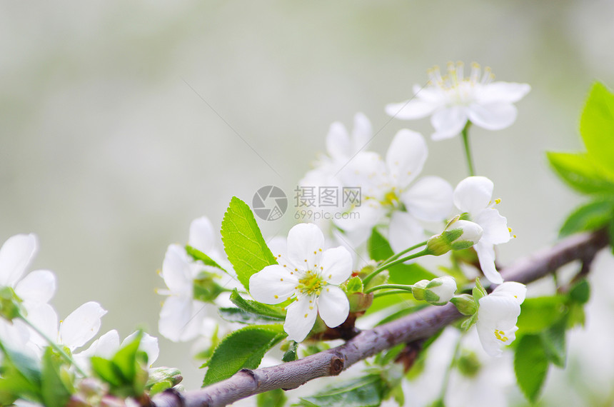 花朵白色绿色花瓣季节性图片