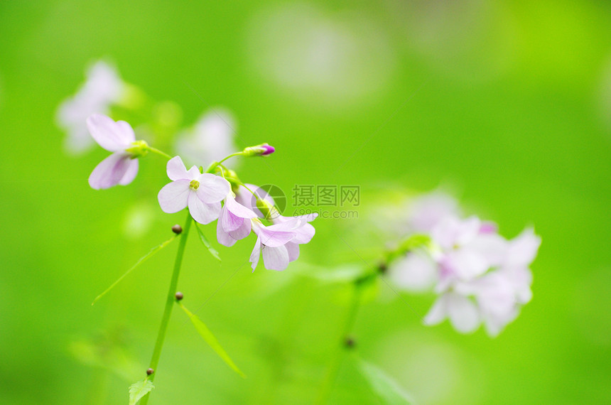 春花宏观植物群阴影花园森林公园花瓣毛茛蓝色植物图片