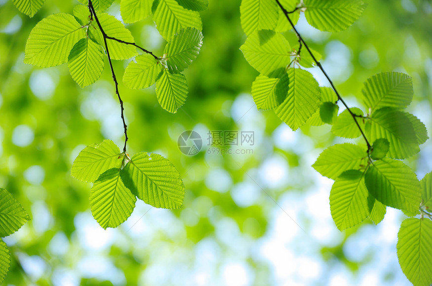 绿叶绿色树木环境森林植物叶子生长宏观树叶图片