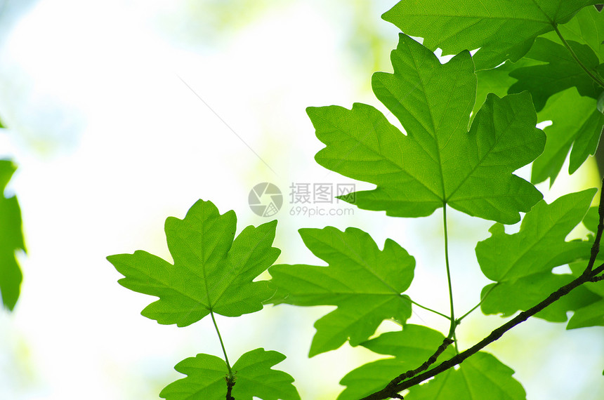 绿叶植物生长环境树木森林绿色宏观叶子树叶图片