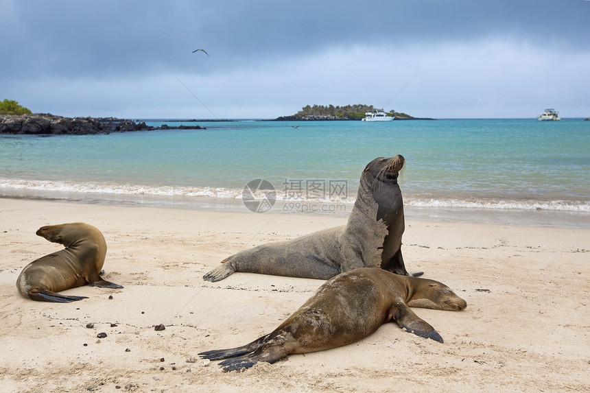 海狮殖民地哺乳动物毛皮海洋荒野晶须海滩海豹濒危天堂动物图片