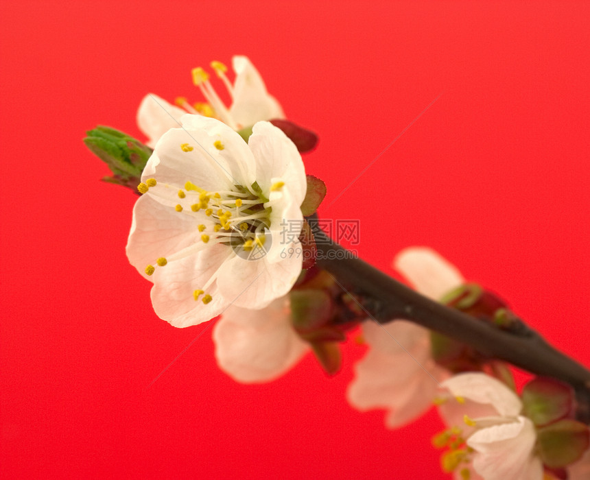 红着樱花开花图片