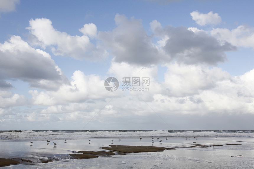 海鸥在冲浪附近休息图片