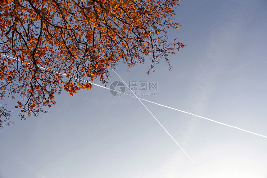 树叶和有飞机条的红树枝图片