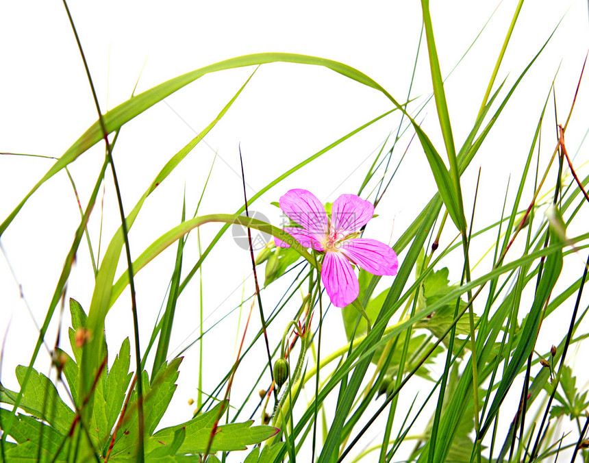 白背景上的植物绿色蜂蜜牧场紫丁香紫色光合作用花朵花园阳光照射宏观图片