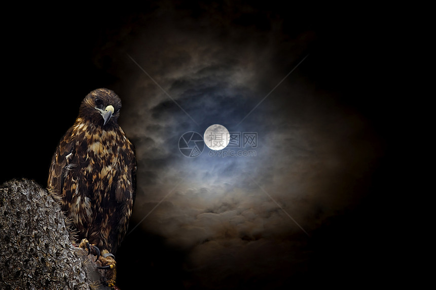 加拉帕戈斯鹰在夜间图片