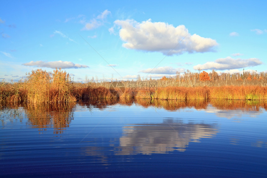 小湖上的黄池塘湿地荒野香蒲反射晴天场景蓝色芦苇阳光图片