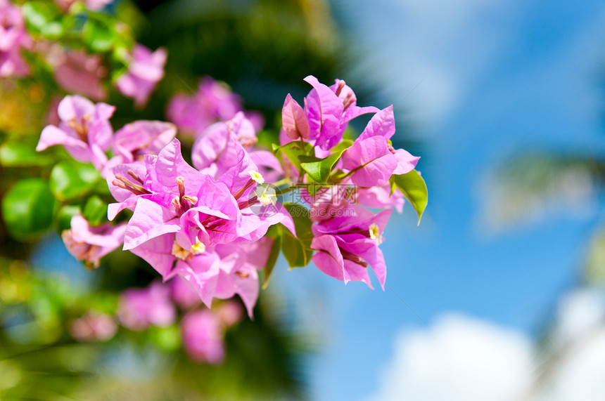 蓝色天空前的粉红菊花和鲜花图片