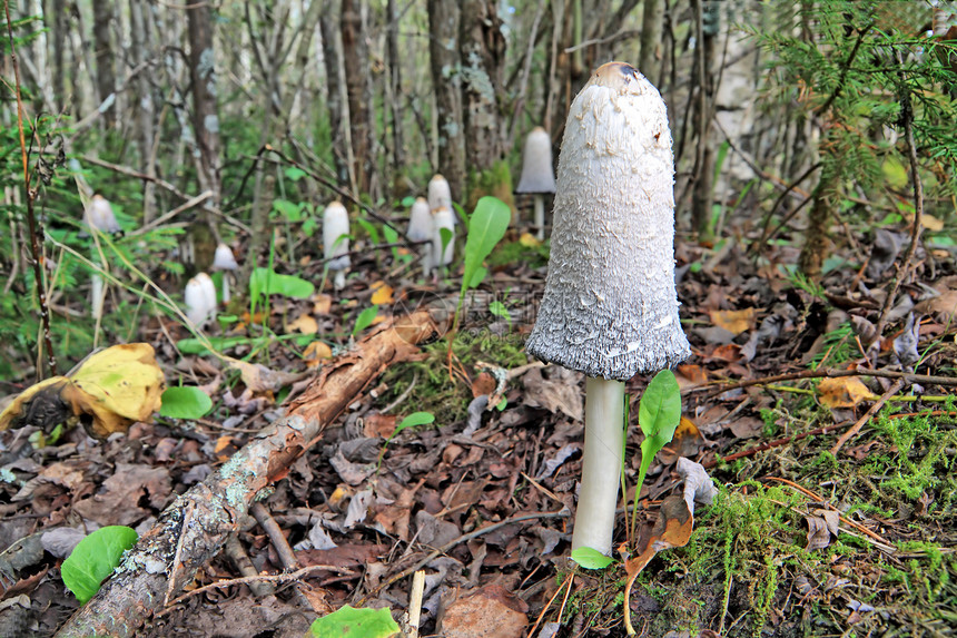 蘑菇软木殖民地孢子植物群树木食物苔藓生长毒菌团体图片