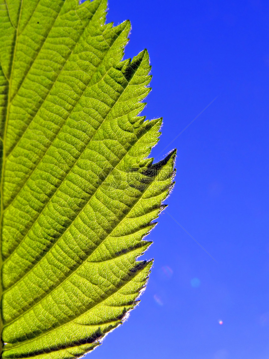 工作表树的纹理植物学宏观生长叶子光合作用异国生活边缘花园阳光图片