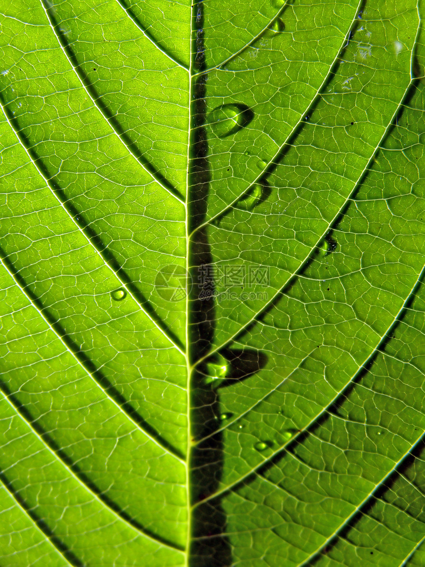 工作表树的纹理宏观情调阳光异国叶子生活网格生长桦木植物群图片