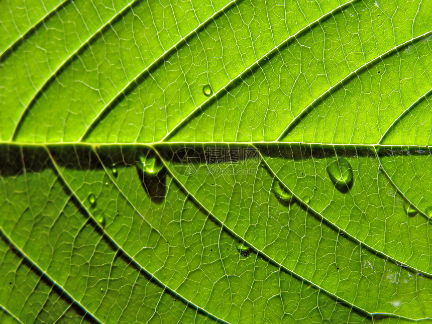 工作表树的纹理生活静脉花园植物群情调网格生长光合作用宏观植物学图片