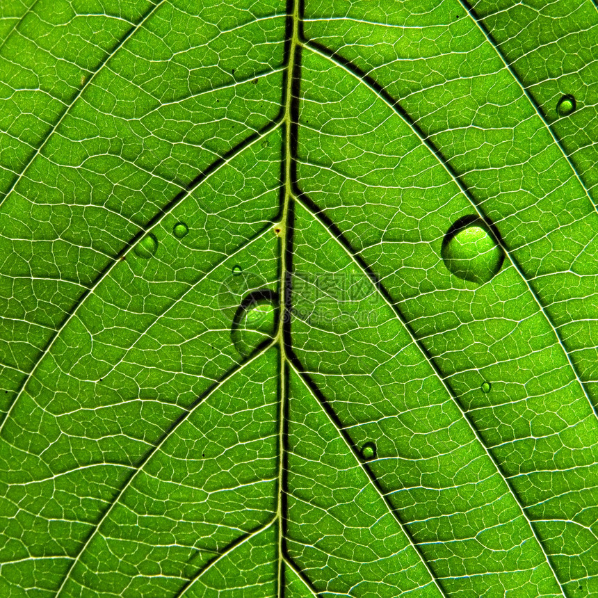 工作表树的纹理静脉植物学网格宏观植物绿色森林植物群情调床单图片