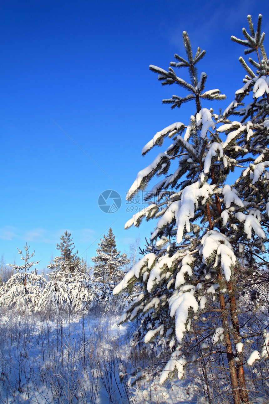 雪中的松树孤独假期风景住宅旅行森林桦木荒野太阳场景图片