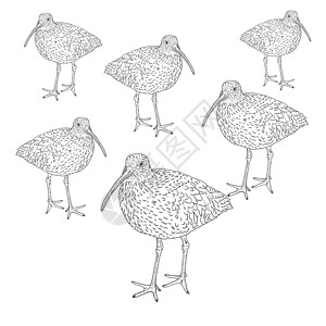 老麻抄手欧亚Curlew 鸟类 矢量说明草原荒野鸽子濒危飞行艺术艺术品插图脊椎动物动物群插画