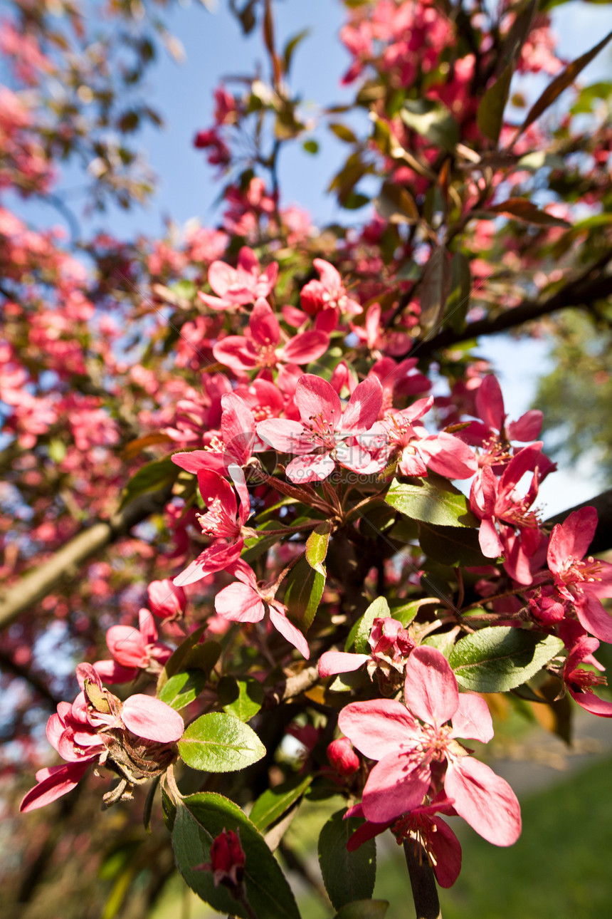 苹果花枝条植物群粉色图片