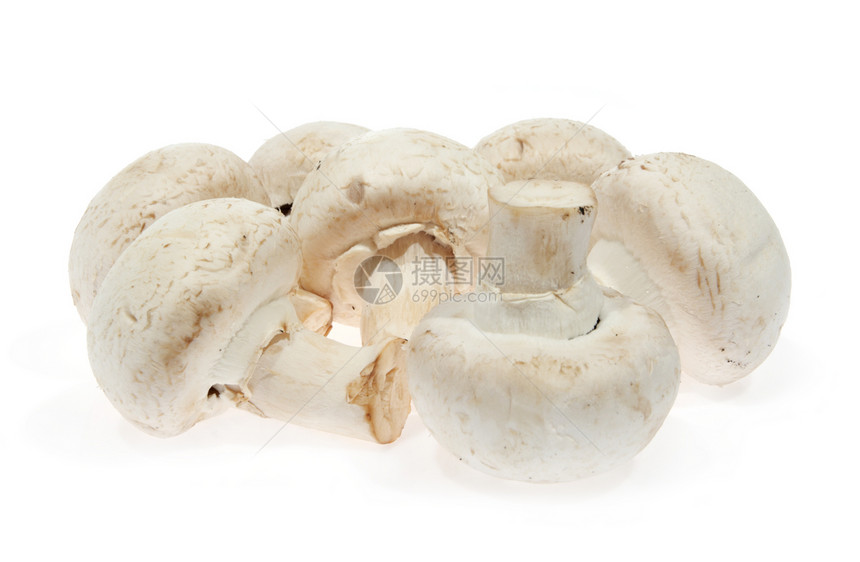 白蘑菇 冠尼翁 (阿加里库斯饼干)图片