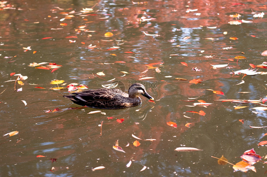 鸭子中心反射黄色橙子池塘绿色动物群游泳水平红色图片
