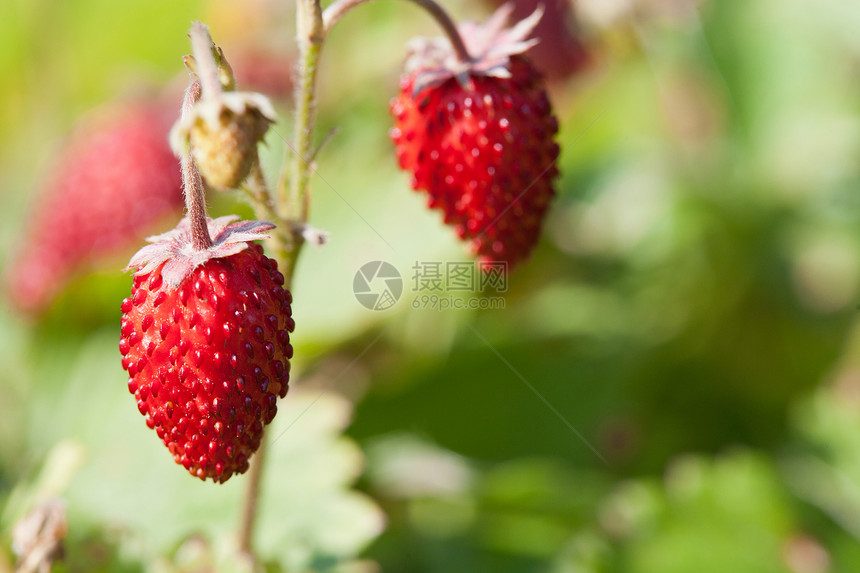 野草莓红色荒野甜点食物饮食衬套水果图片