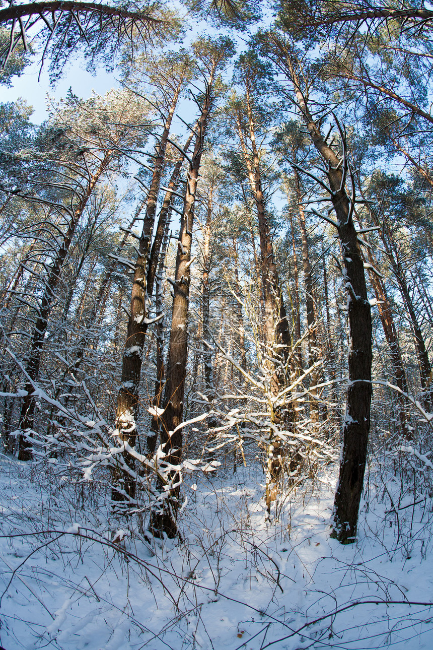 冬季森林公园图片