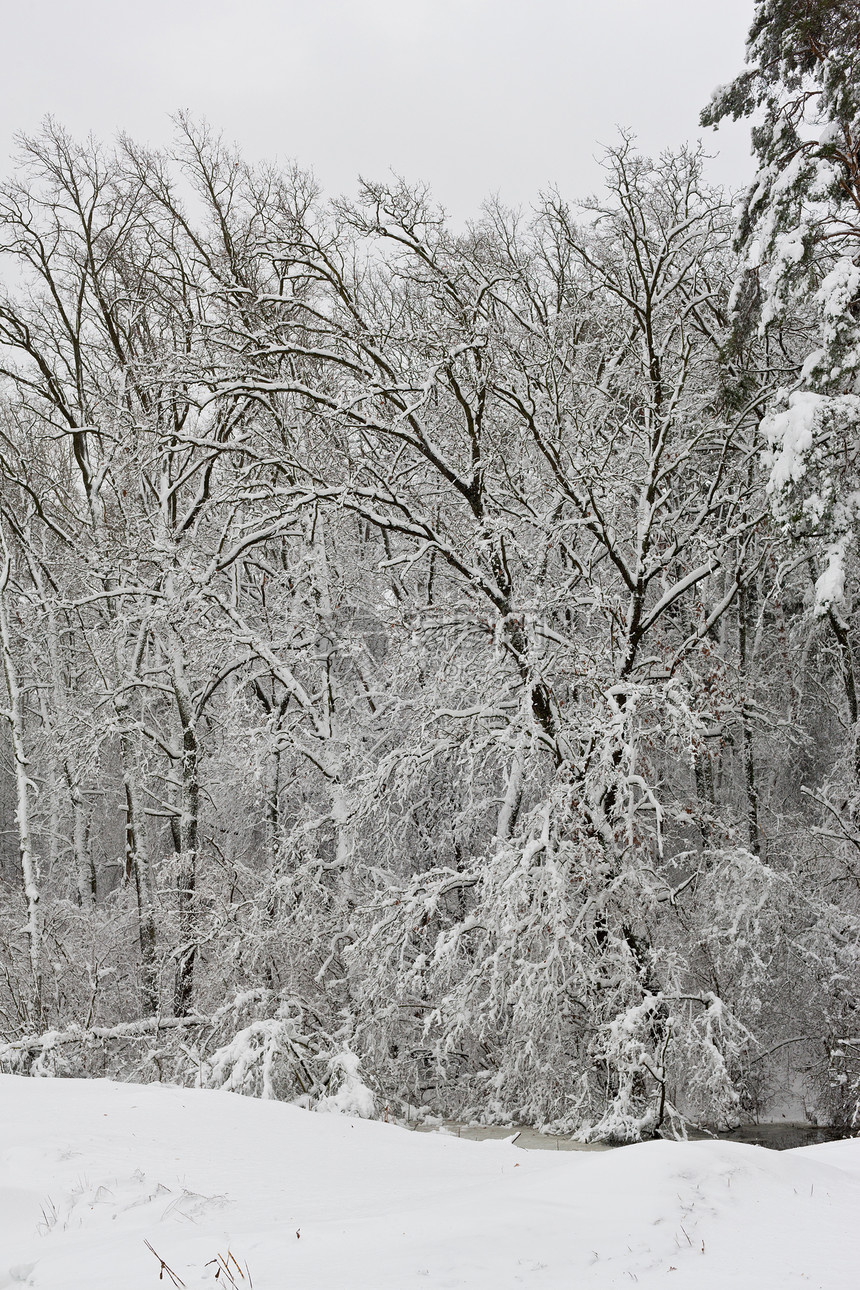 冬季森林季节天气白色图片