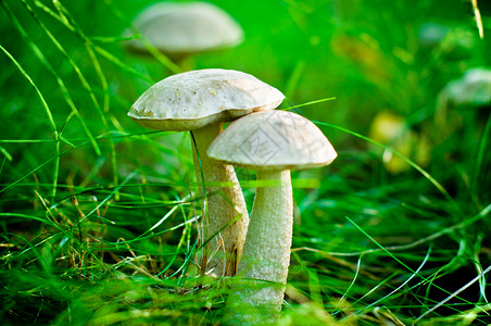 森林中的蘑菇突袭食物宏观生态白色生长雨后春笋绿色森林背景图片