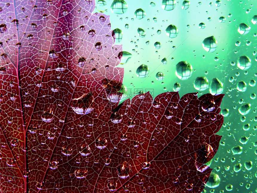 抽象背景网格阴影红色异国森林植物绿色植物群叶子花园图片
