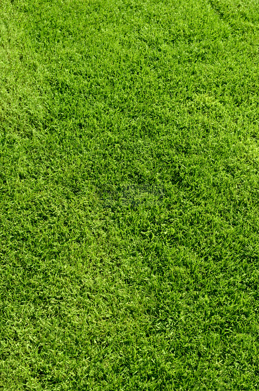 绿色绿草质土地生长墙纸足球植物绿色植物场地院子高尔夫球运动图片