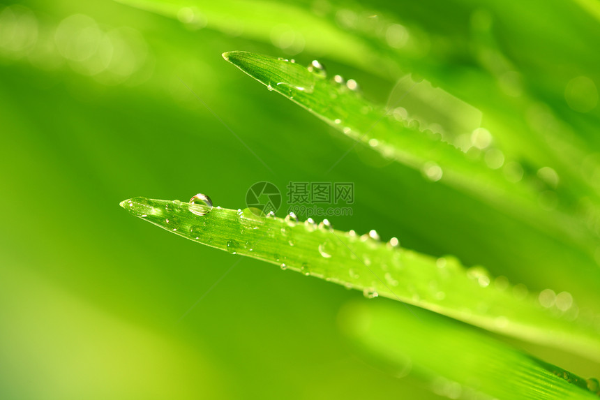 树本背景生长树叶草地植物液体环境雨滴刀刃草本植物花园图片