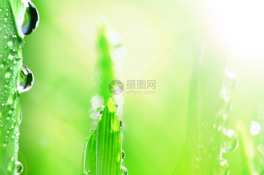 闪光水滴叶子背景草本植物反射雨滴液体树叶植物太阳生长图片