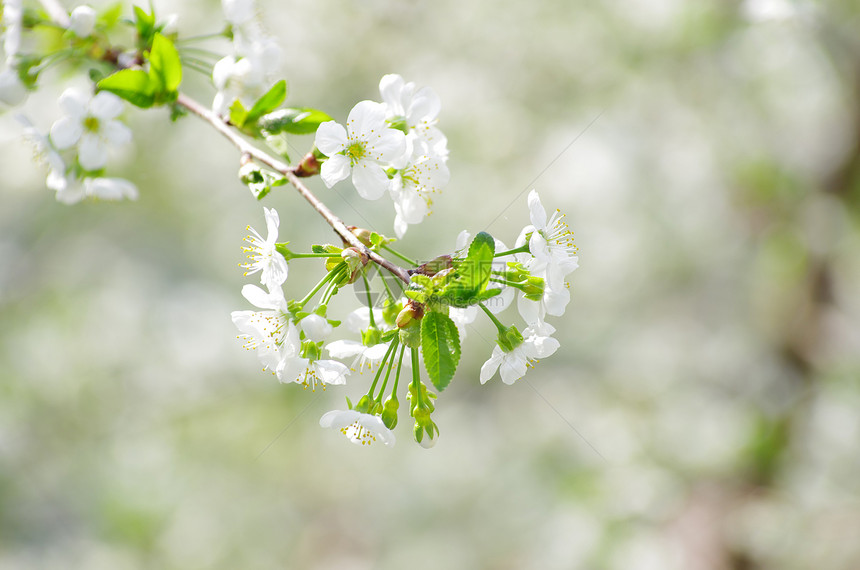 花朵季节性花瓣白色绿色图片