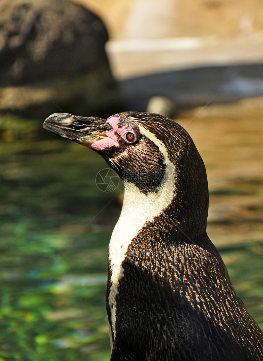 小企鹅生物动物园动物野生动物鸟类图片