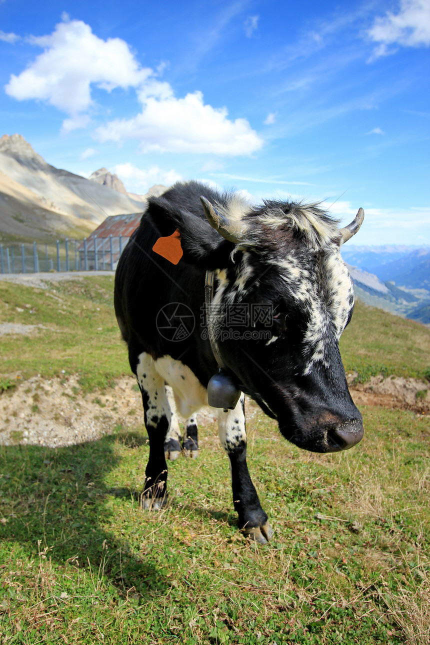奶牛在山中行走图片